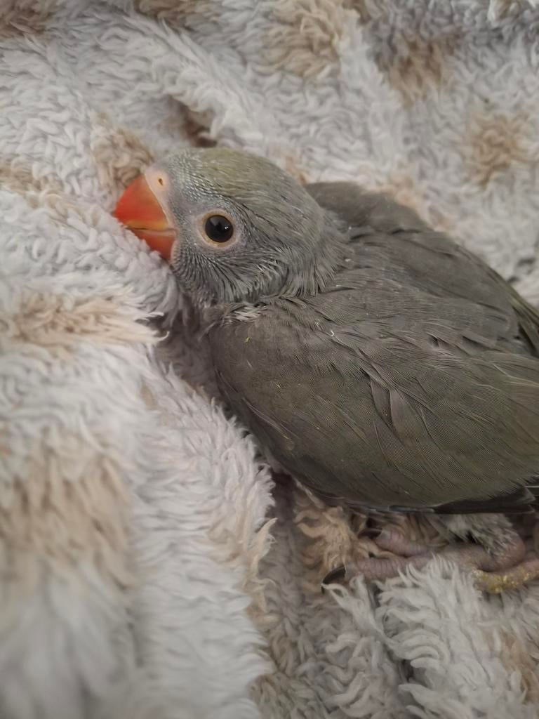 Handtamme baby halsbandparkiet, Dieren en Toebehoren, Geslacht onbekend, Parkiet, Pratend