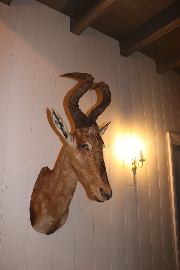 Prachtige Hartebeest Kop - Afrikaanse Antilope, Ophalen, Zo goed als nieuw, Hert, Opgezet dier