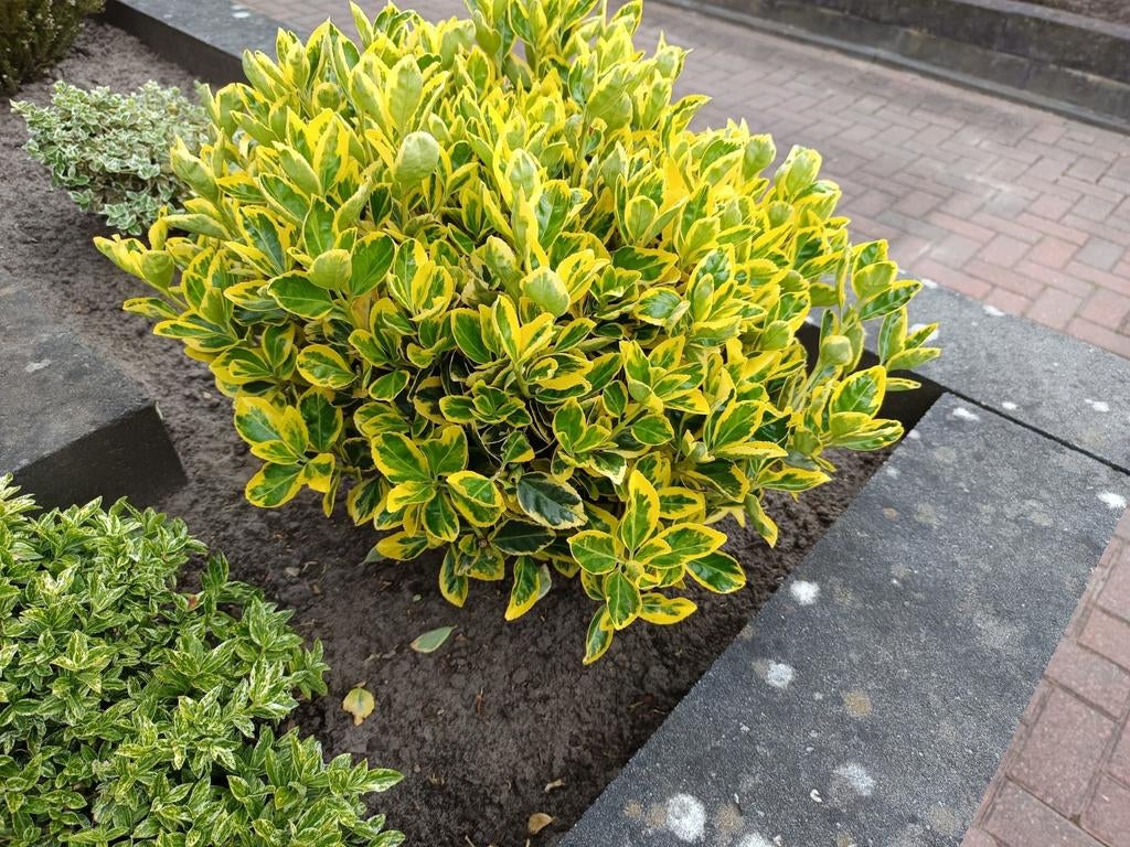 Wintervaste planten, Tuin en Terras, Planten | Struiken en Hagen, Ophalen, Overige soorten, Struik, Minder dan 100 cm
