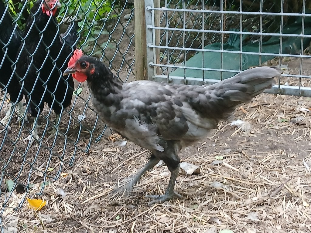 Hervehoenders/ mergellandhoenders af te halen, Dieren en Toebehoren, Meerdere dieren, Kip