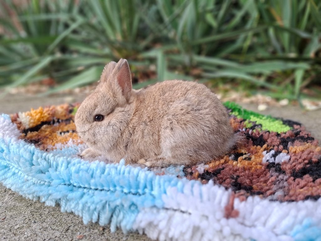 kleurdwerg, Mannelijk, Dwerg, 0 tot 2 jaar