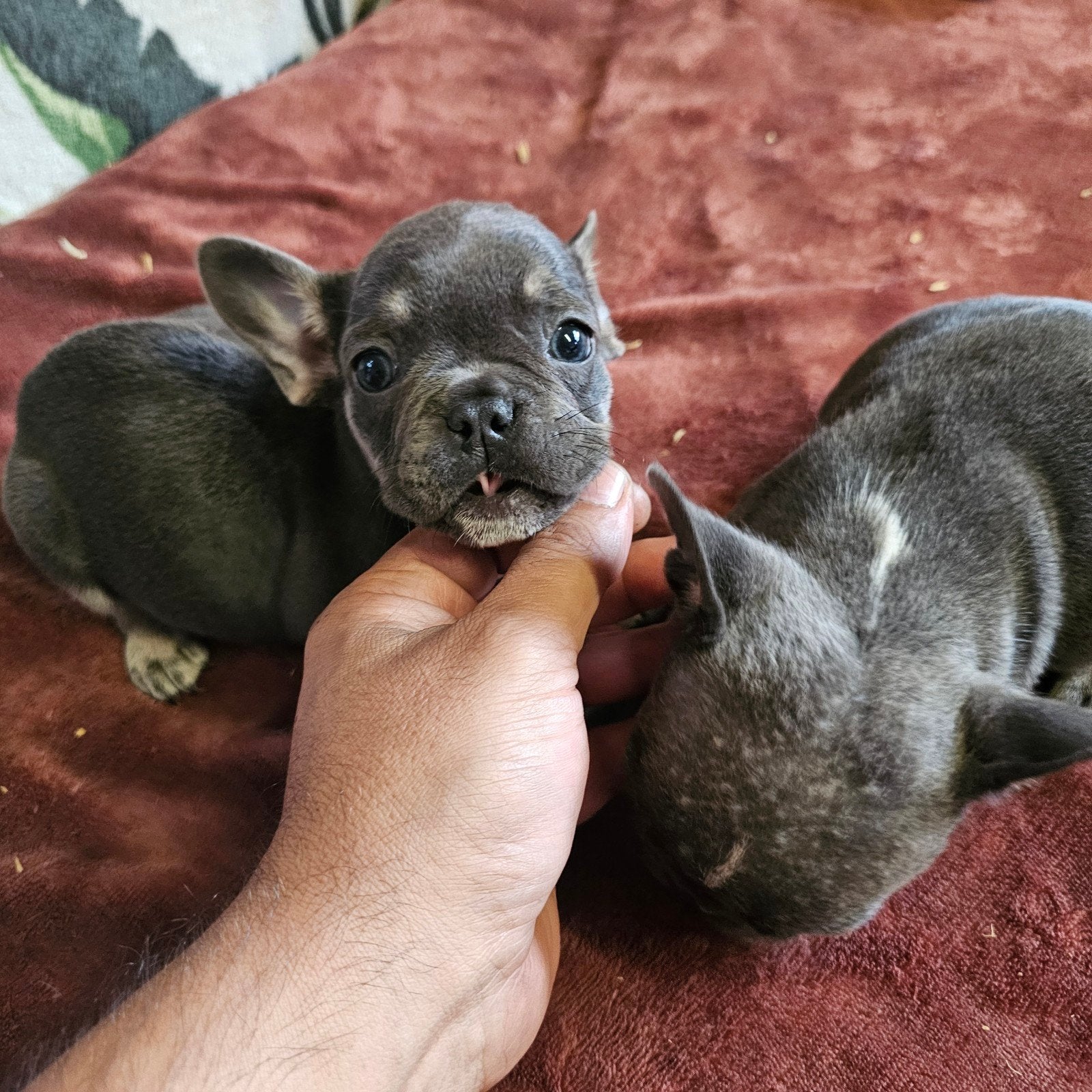 franse buldog pups met stamboom, Parvo, België, Particulier, 8 tot 15 weken