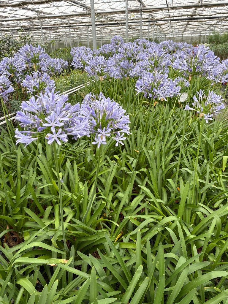 Agapanthus praecox wit/ blauw, Volle zon, Vaste plant, Zomer, Ophalen