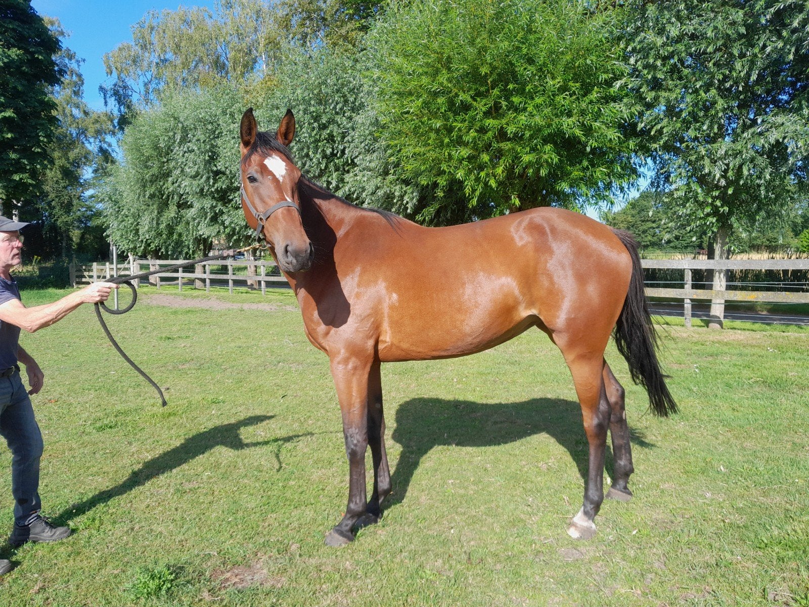 springpaard 4 jaar vader indectro, Merrie, Met stamboom, Springpaard, Zadelmak