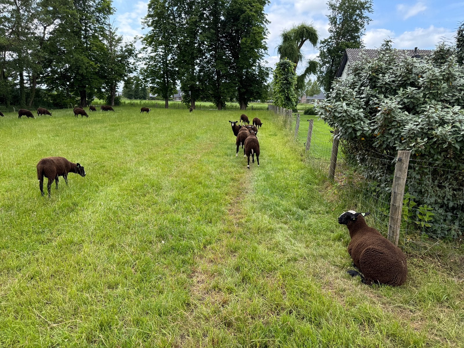 Zwartbles dekrammen te koop, Mannelijk, Schaap