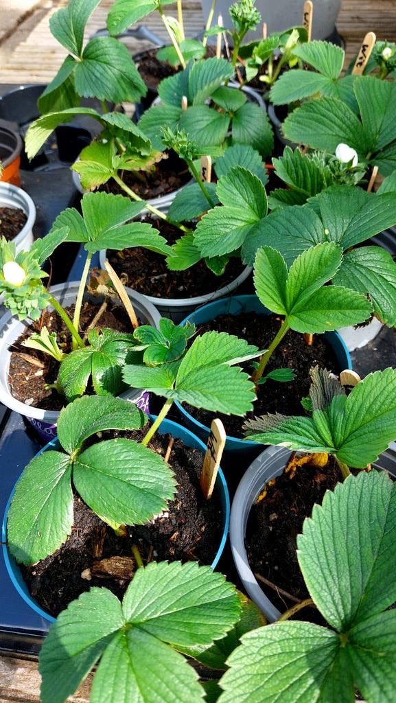 Witte ananas aardbei, Ophalen, Overige soorten, Volle zon