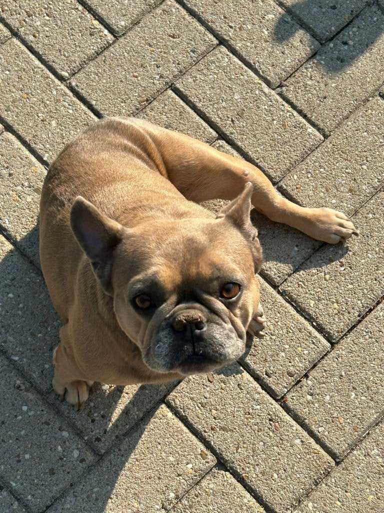 Rue te koop 300euro, Dieren en Toebehoren, Honden | Niet-rashonden, 6 jaar of ouder, Reu, Eén hond, Middel