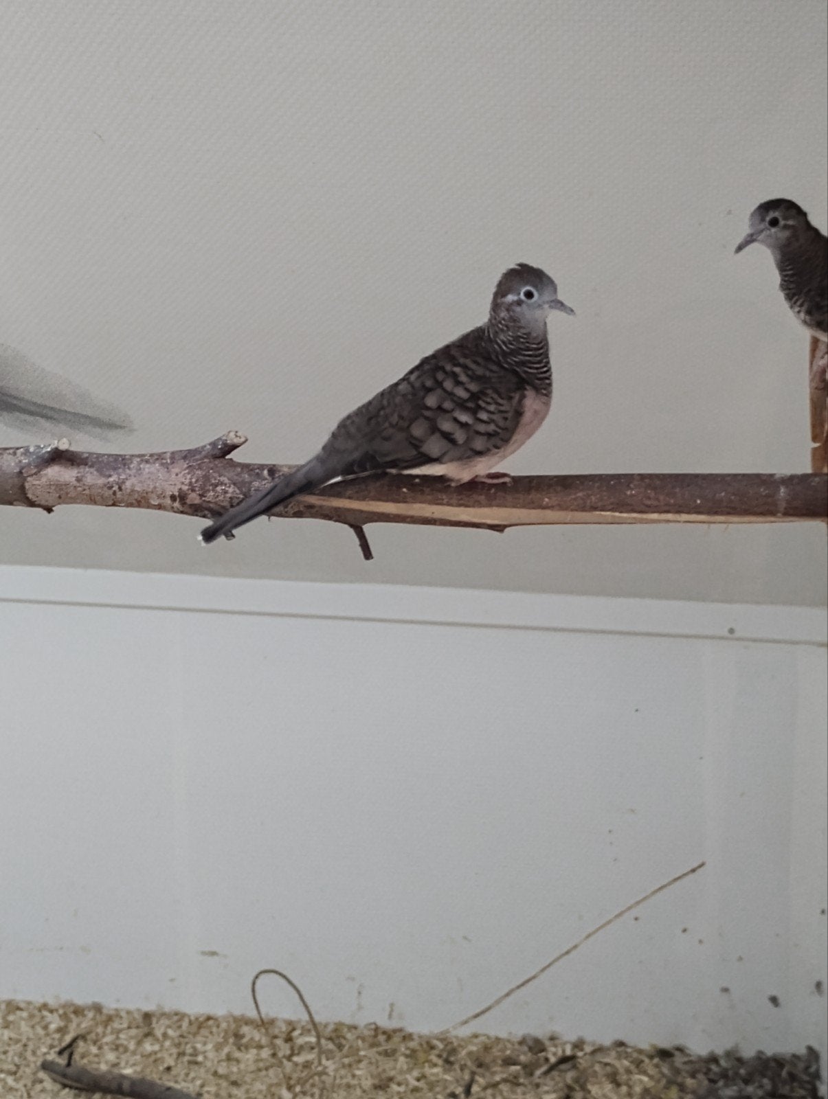 Vredesduifjes (geopelia placida), Dieren en Toebehoren, Geslacht onbekend