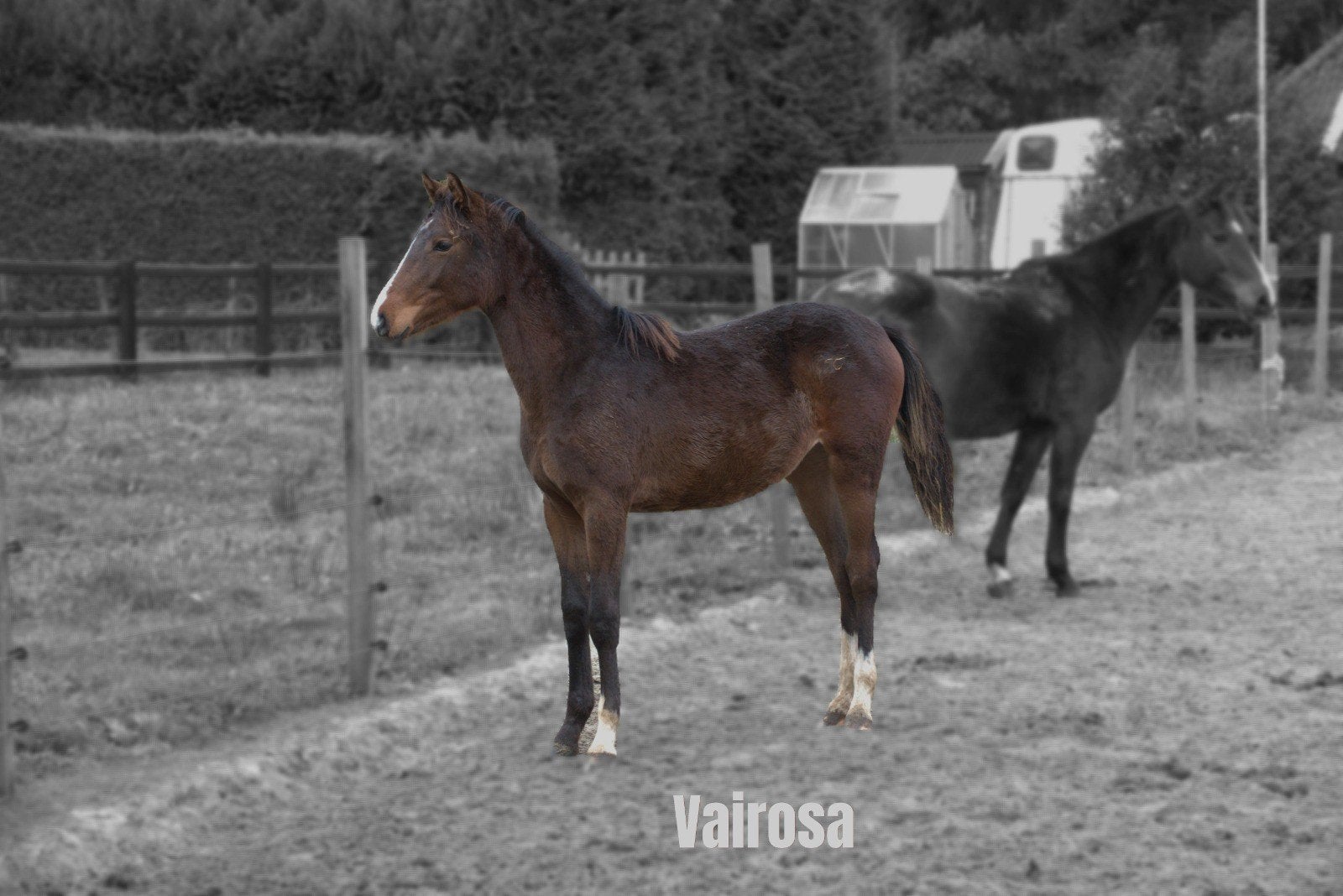 kwpn jaarling  merrie, Dieren en Toebehoren, Merrie, Springpaard, Met stamboom, 0 tot 2 jaar