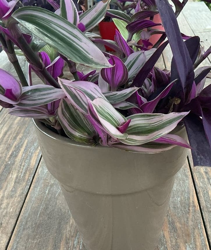 Tradescantia: Twee Soorten in Potten (Paars & Groen/Roze/Paa, Tuin en Terras, Vaste plant, Bloeit niet, Halfschaduw, Ophalen
