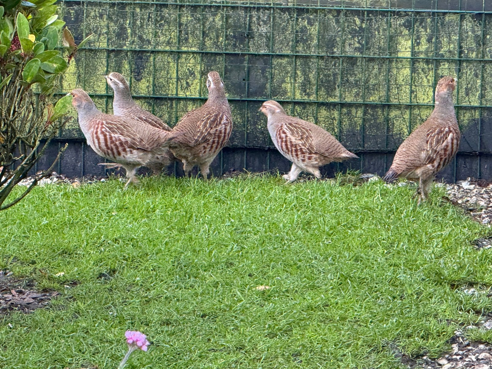 Europese Patrijzen Perdix, Dieren en Toebehoren, Meerdere dieren, Geringd