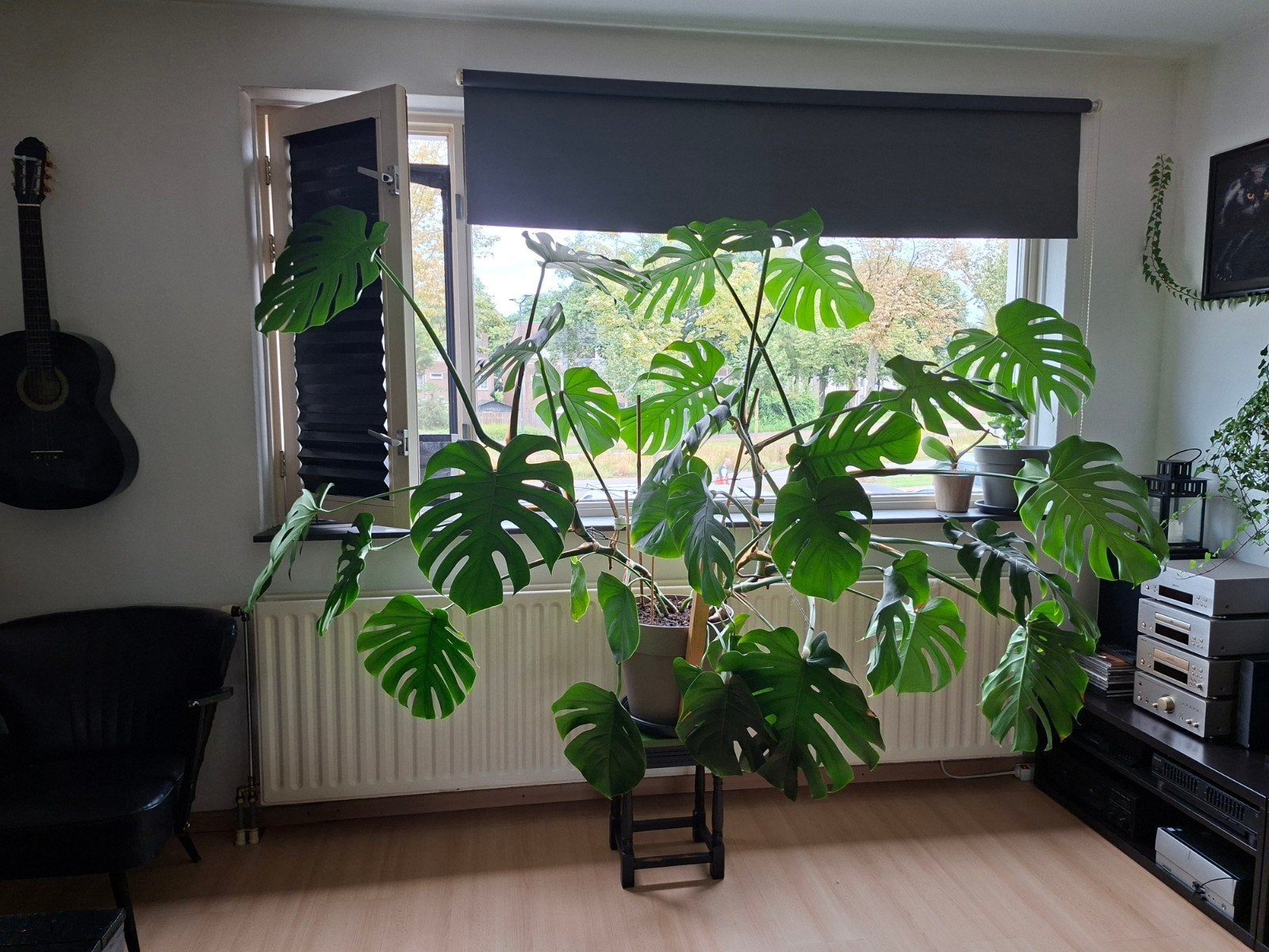 Grote Monstera - Prachtige Kamerplant, Ophalen, Halfschaduw