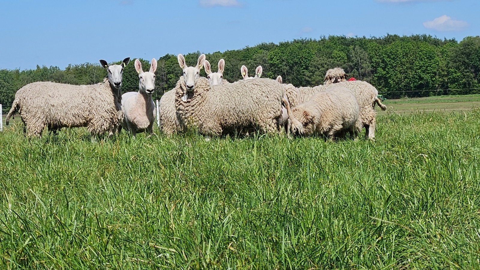 Border Leicester schapen, Vrouwelijk, Schaap