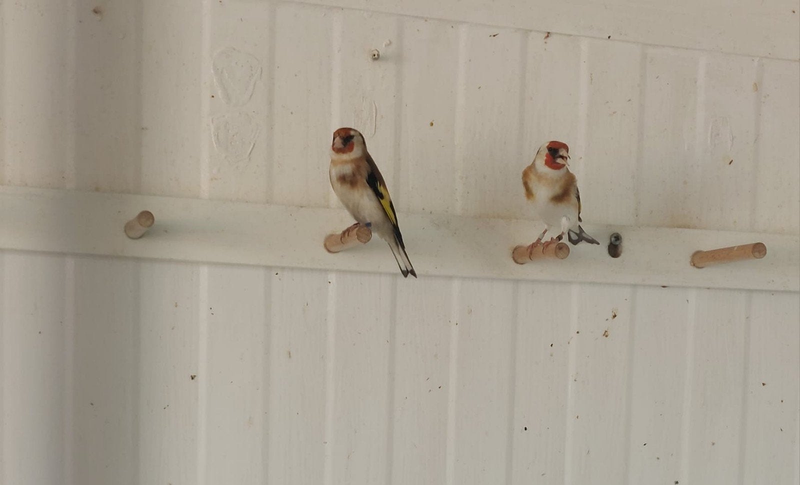 majoor putters twee mannen, Dieren en Toebehoren