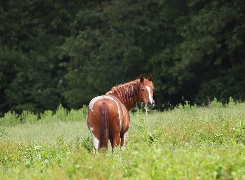 opzoek naar weide voor 16 jarige ruin omgeving Wageningen