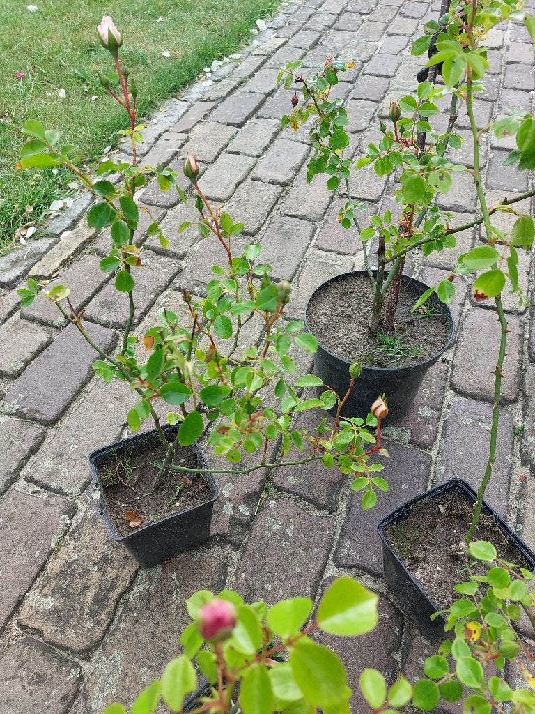 Rosa New Dawn klimroos pot klimrozen, Volle zon, Vaste plant, Ophalen of Verzenden, Klimplanten