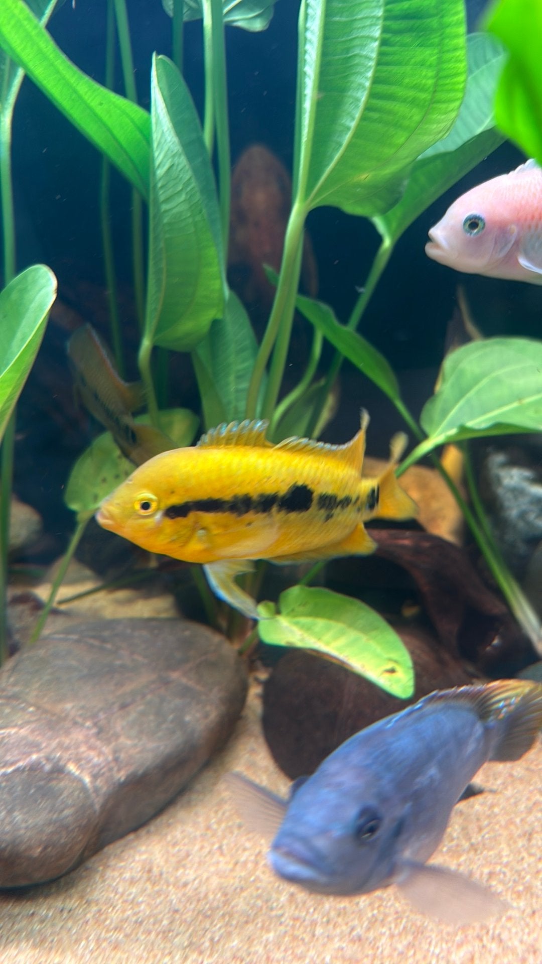 Herotilapia multispinosa of Regenboog Cichlide, Dieren en Toebehoren, Vis