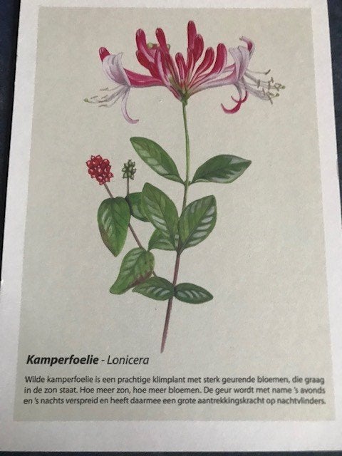 Planten, Ophalen of Verzenden, Voor 1920, Ongelopen, Sterren en Beroemdheden