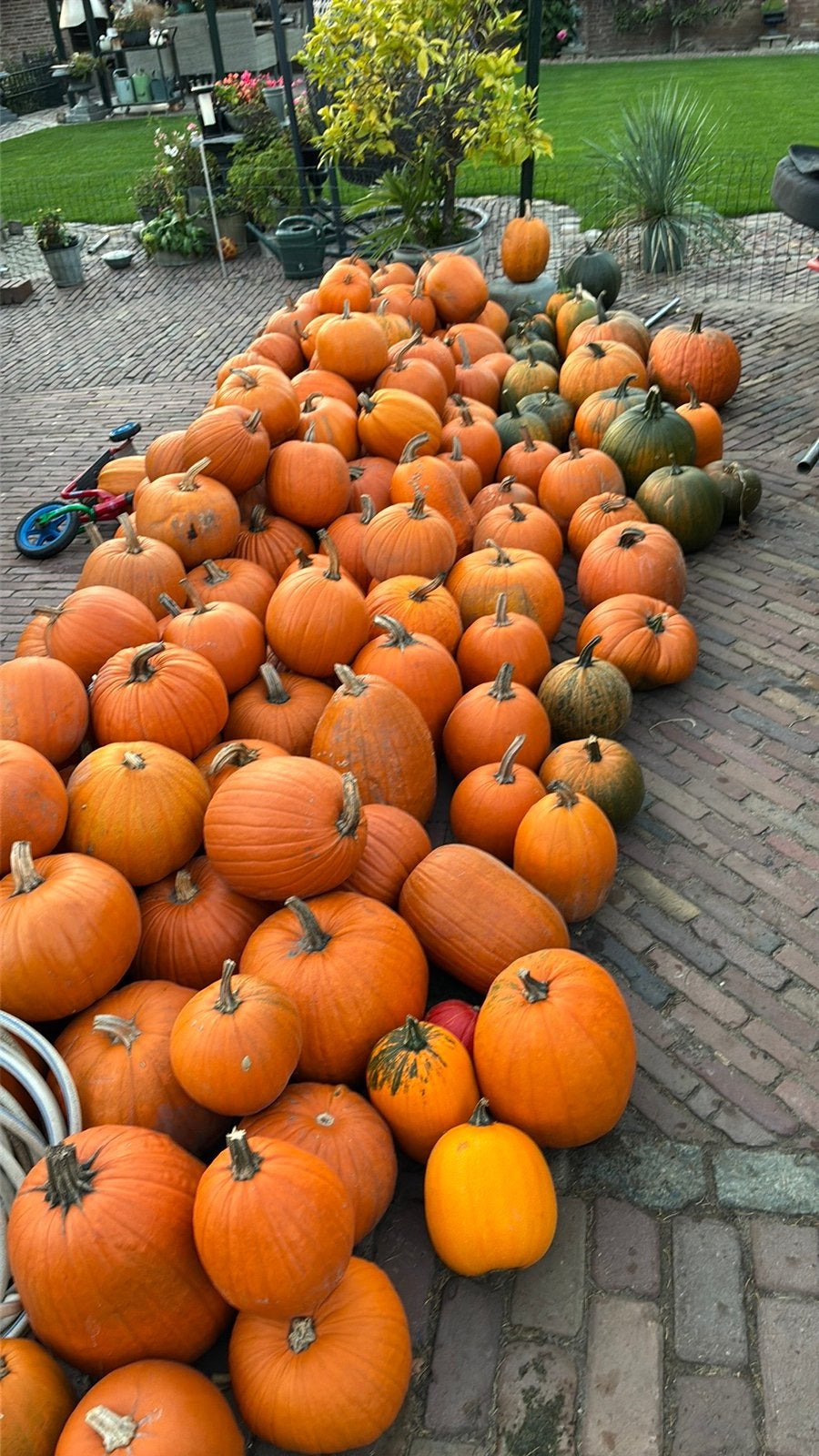 Halloween pompoenen eetbare sierfruit  soeppompoenen bio, Ophalen of Verzenden