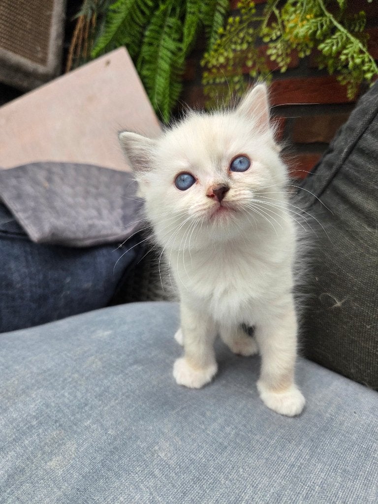 Ragdoll Kittens 2 katers 1 poesje, Meerdere dieren, Gechipt