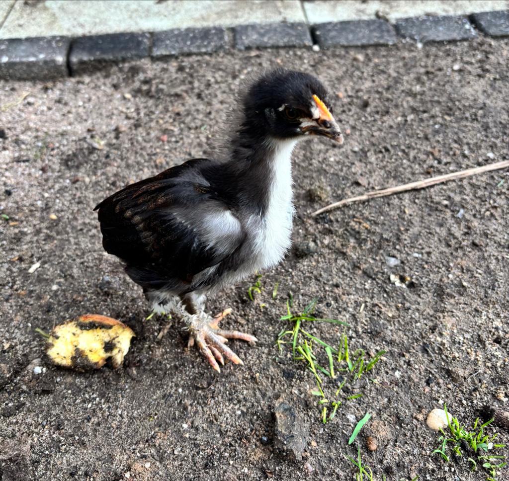 2 Marans haantjes, Dieren en Toebehoren, Mannelijk, Kip