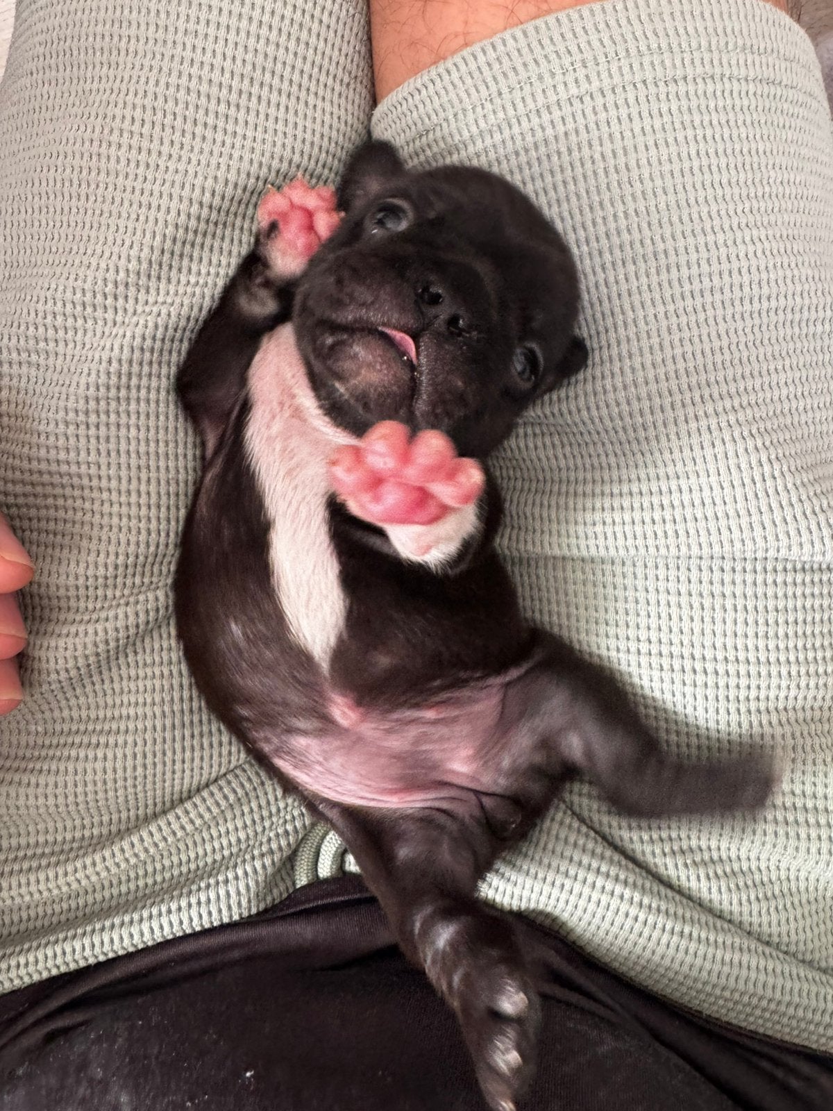 Franse Bulldog Pups te reserveren, Parvo, 8 tot 15 weken, Bulldog, Meerdere