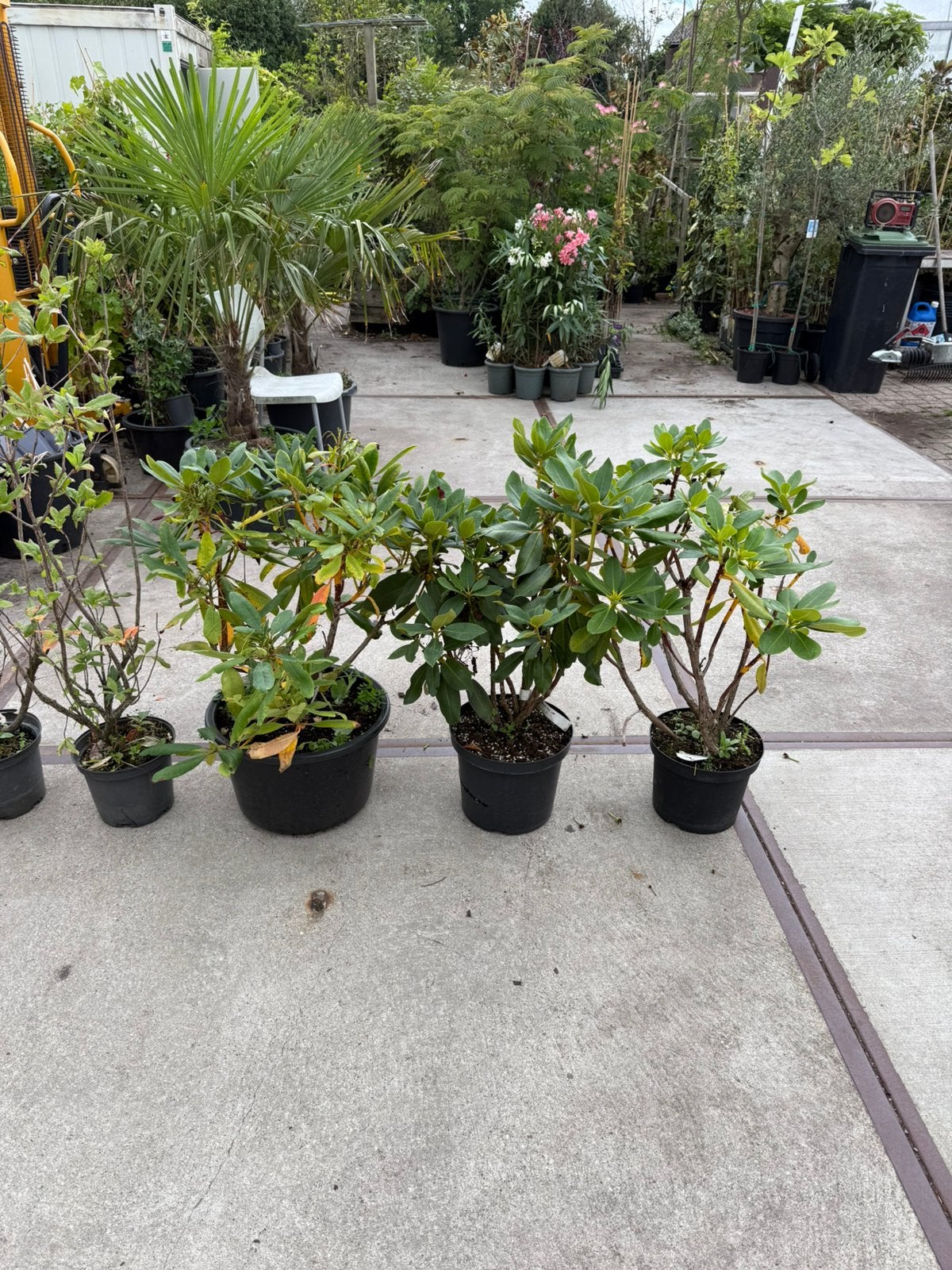 Mix partijtje 2 azalias en 3 grote rhododendron div kleuren, Ophalen, Vaste plant, Overige soorten, Halfschaduw