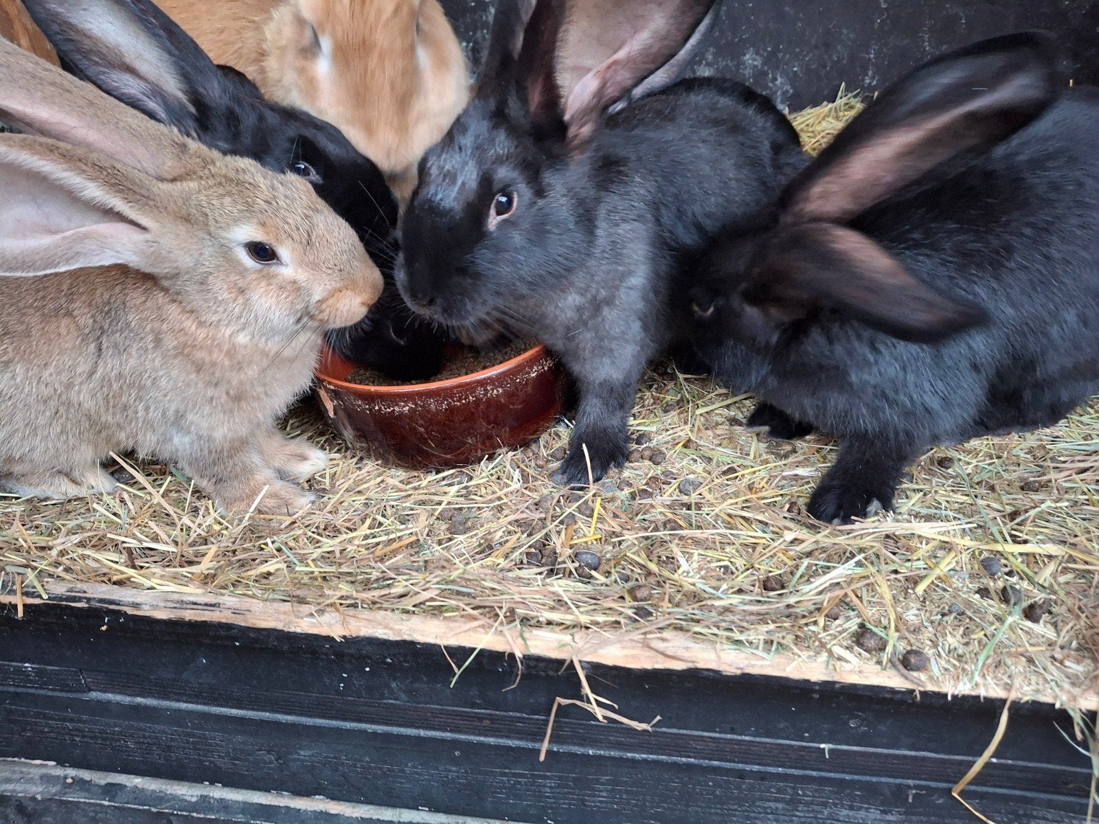 vlaamse reus rammen, Dieren en Toebehoren, Mannelijk, Groot