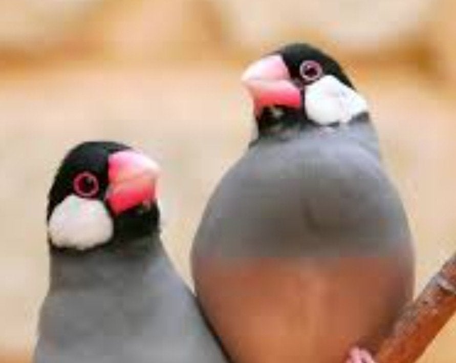 rijstvogel rijst vogels GEVRAAGD rijstvink, Dieren en Toebehoren, Vogels | Overige Vogels, Meerdere dieren