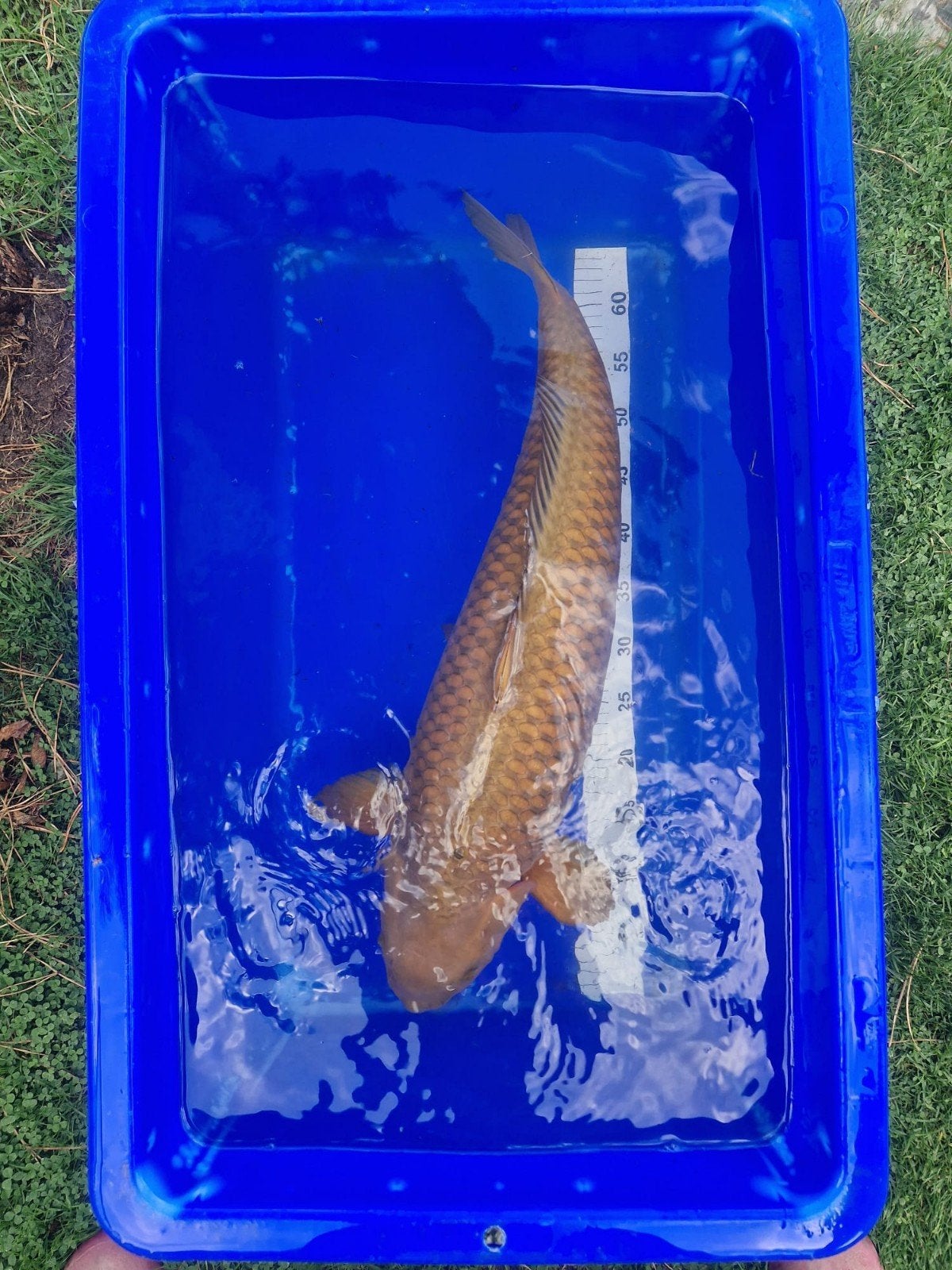 Zeer forse Chagoi van Hirasawa 65-70cm, Karper of Koi