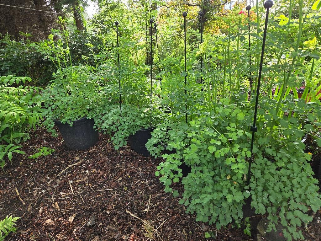 Thalictrum, Tuin en Terras, Planten | Tuinplanten, Volle zon, Vaste plant, Zomer, Ophalen
