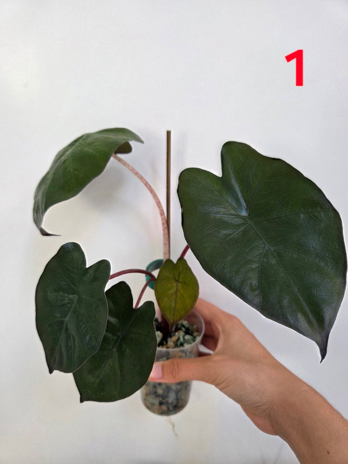 Alocasia Yucatan Princess, Overige soorten, In pot, Minder dan 100 cm, Groene kamerplant