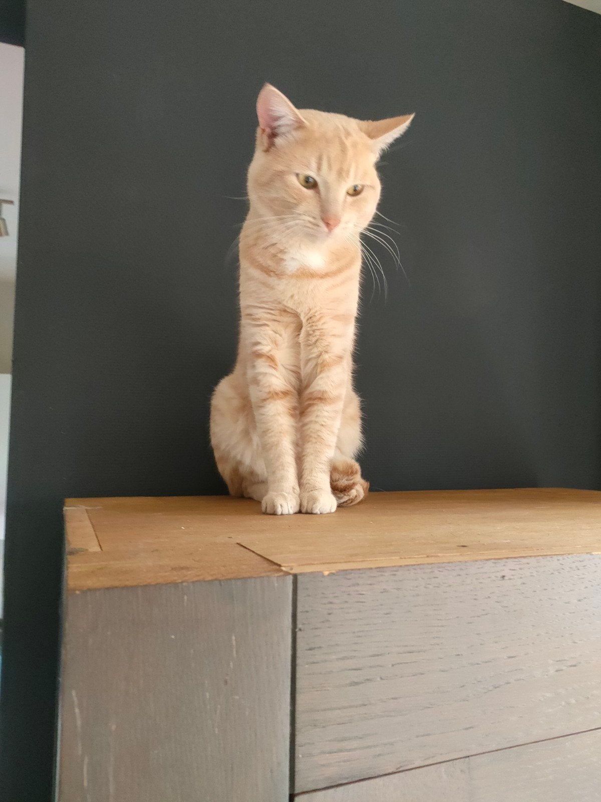 carlo de kater, Kater, Kortharig, 0 tot 2 jaar