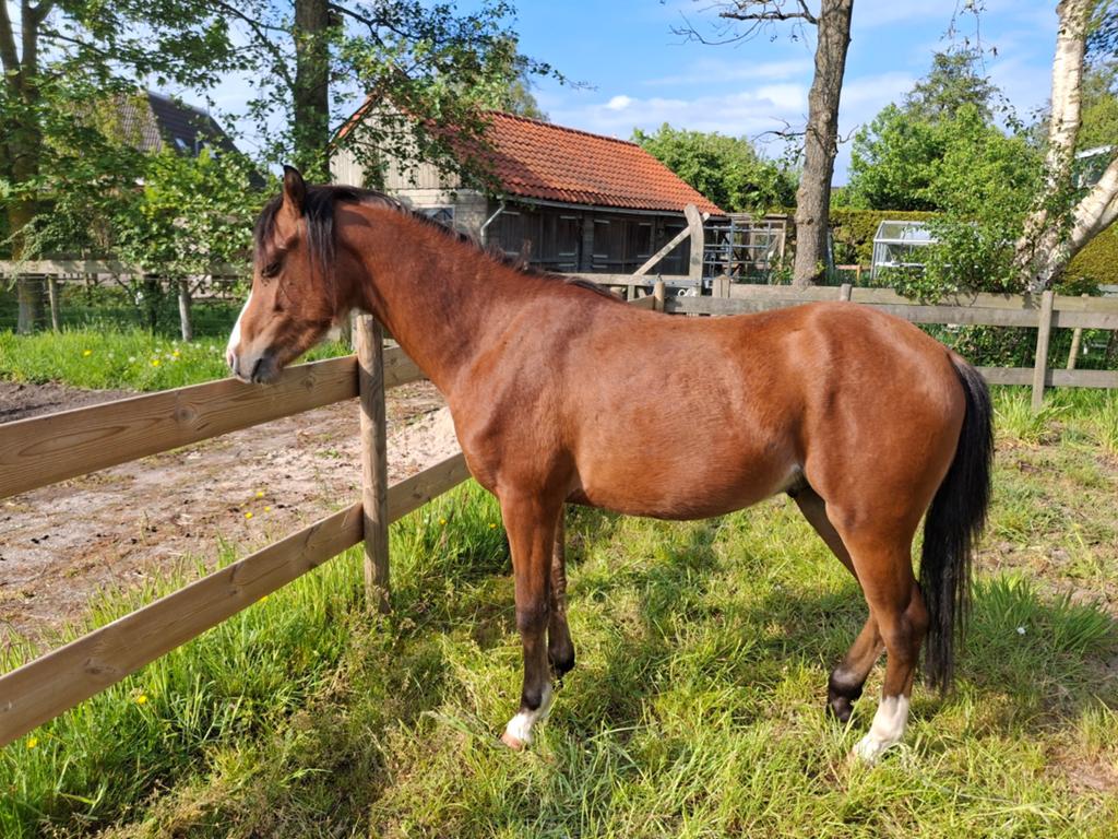 Zeer lieve welsh B pony, Hengst, B pony (1.17m tot 1.27m), 0 tot 2 jaar