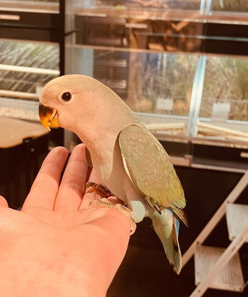 Agapornissen super lief en super tam., Dieren en Toebehoren, Vogels | Parkieten en Papegaaien, Meerdere dieren, Dwergpapegaai of Agapornis