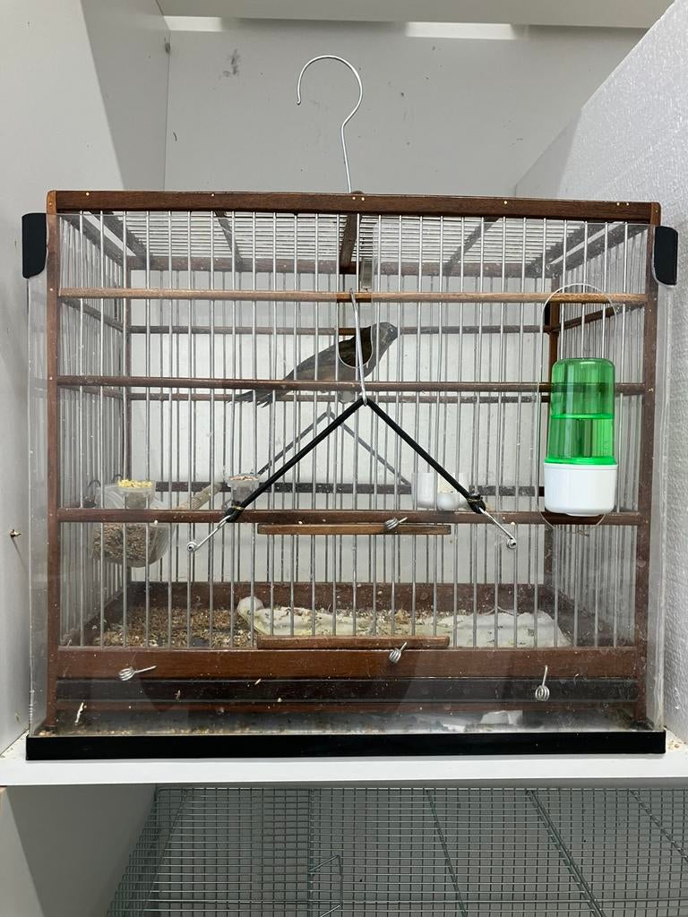 Twatwa, Dieren en Toebehoren, Mannelijk, Tropenvogel, Geringd
