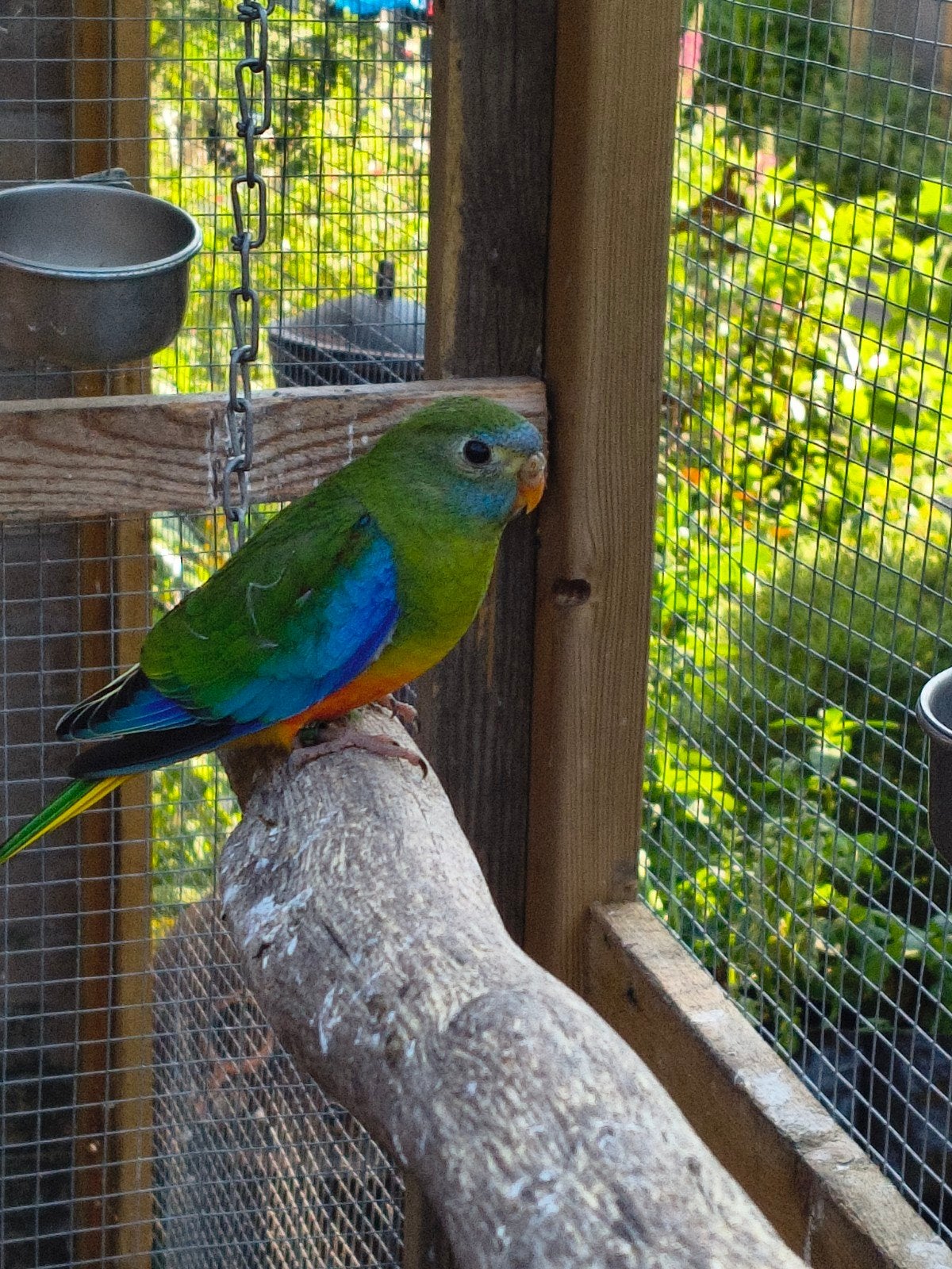 turquoisine parkieten, Dieren en Toebehoren, Vogels | Parkieten en Papegaaien, Mannelijk, Parkiet, Geringd