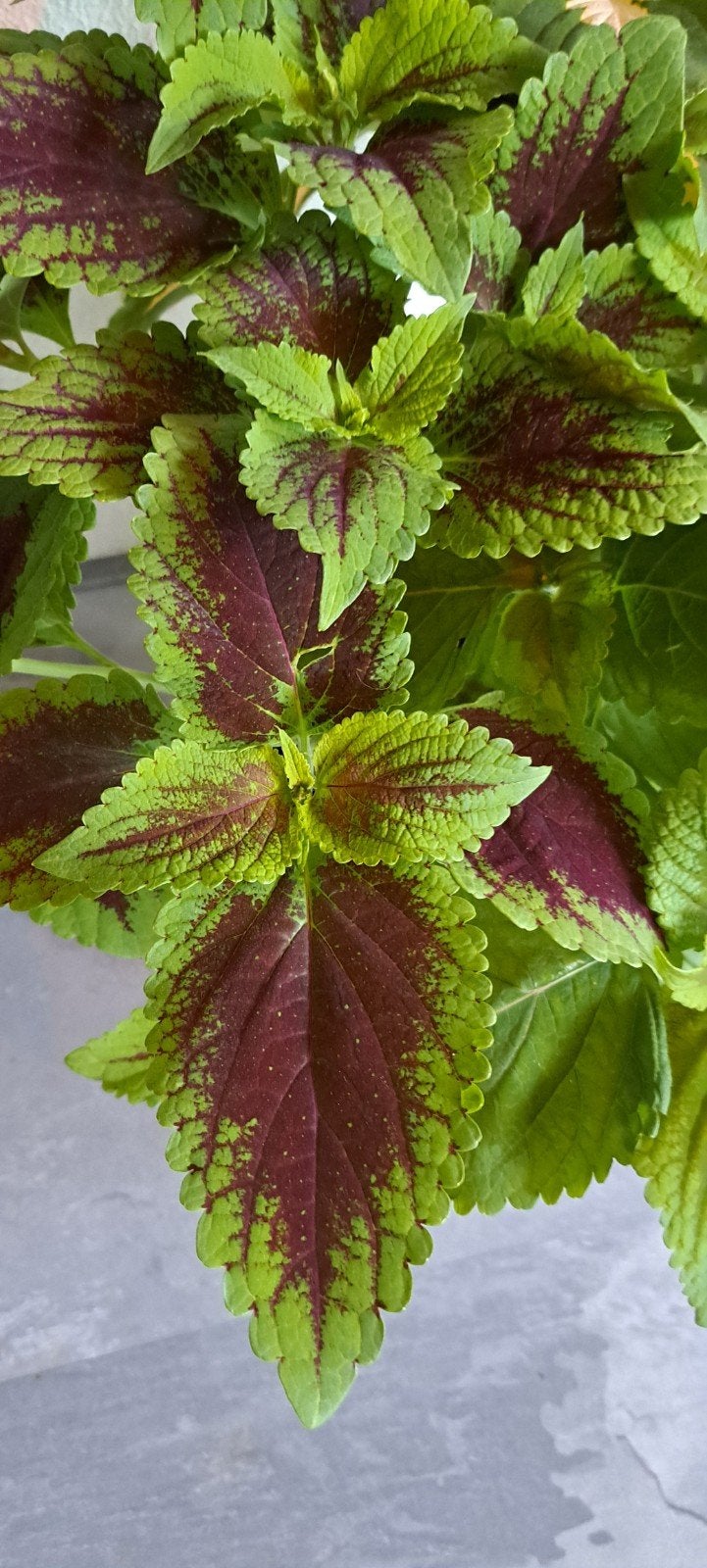 Coleus (siernetel) stekken:
Paars/bruine tint met licht groe, Bloeiende kamerplant, Ophalen of Verzenden, Halfschaduw, Minder dan 100 cm
