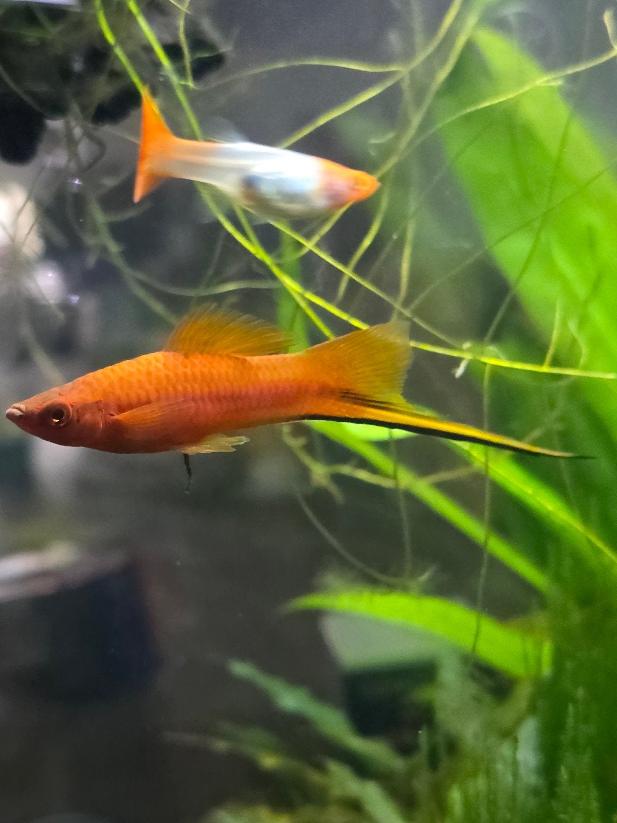 JONGE ZWAARDRAGERS TE KOOP, Dieren en Toebehoren, Vis