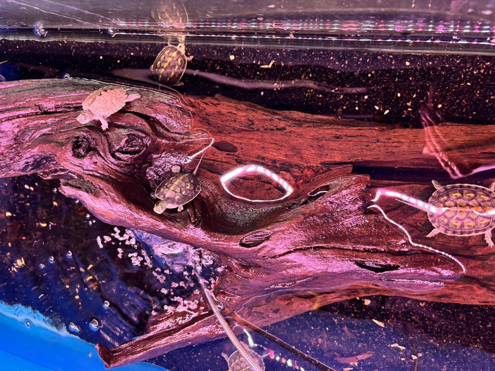 Water schildpad Turtle - unknown for sale from Koicompagnie