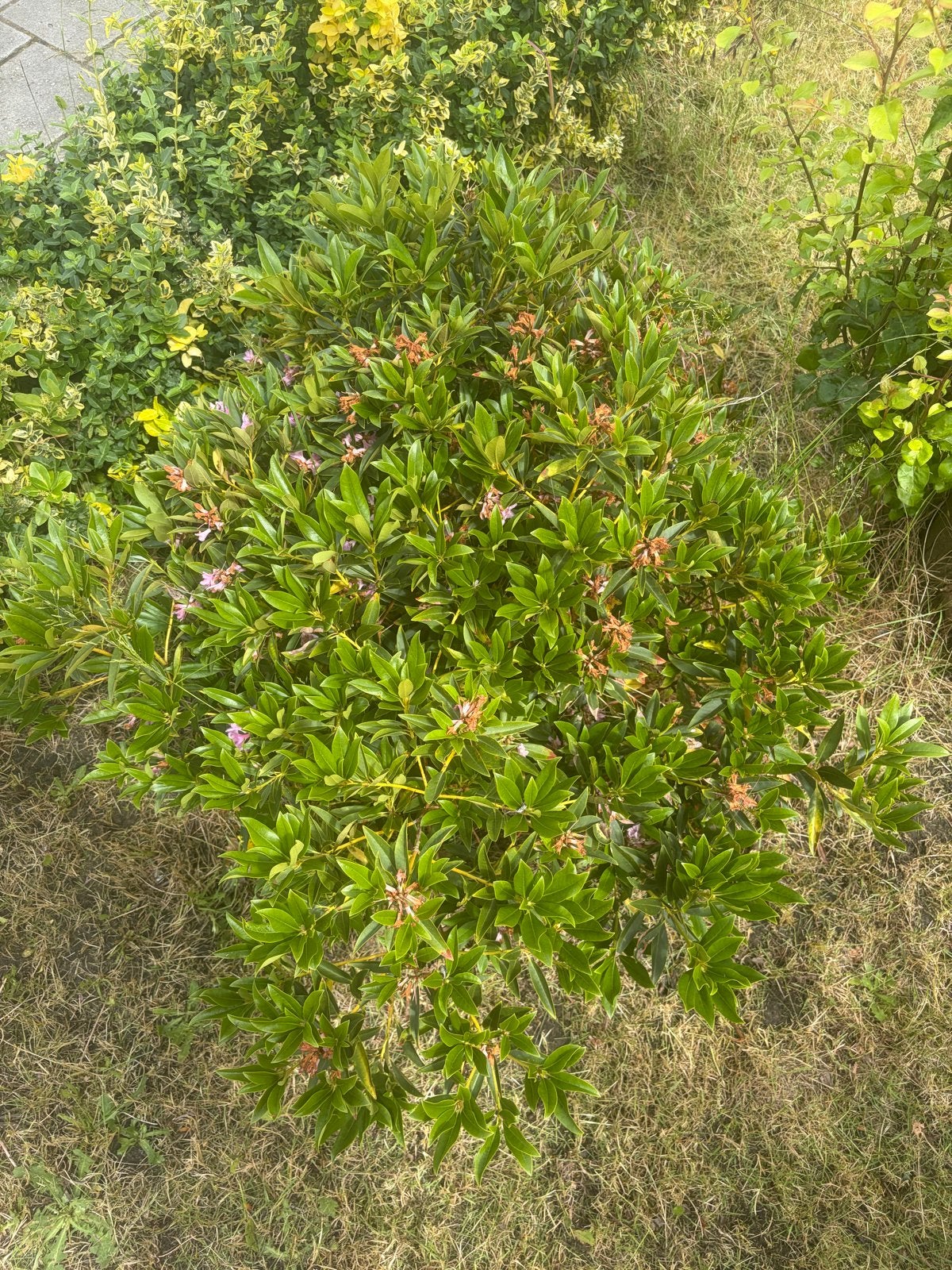 Verschillende planten en bomen gratis af te halen, Tuin en Terras, Planten | Bomen, Ophalen, Halfschaduw, Overige soorten, 250 tot 400 cm