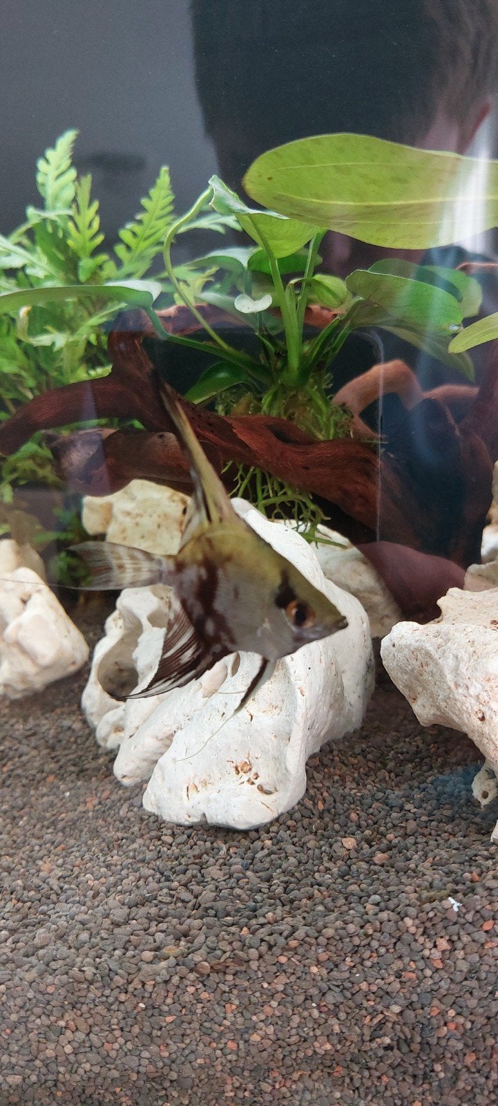 2 maanvissen,wig en zwart jong., Dieren en Toebehoren, Vissen | Aquariumvissen, Vis, Zoetwatervis, Schoolvis