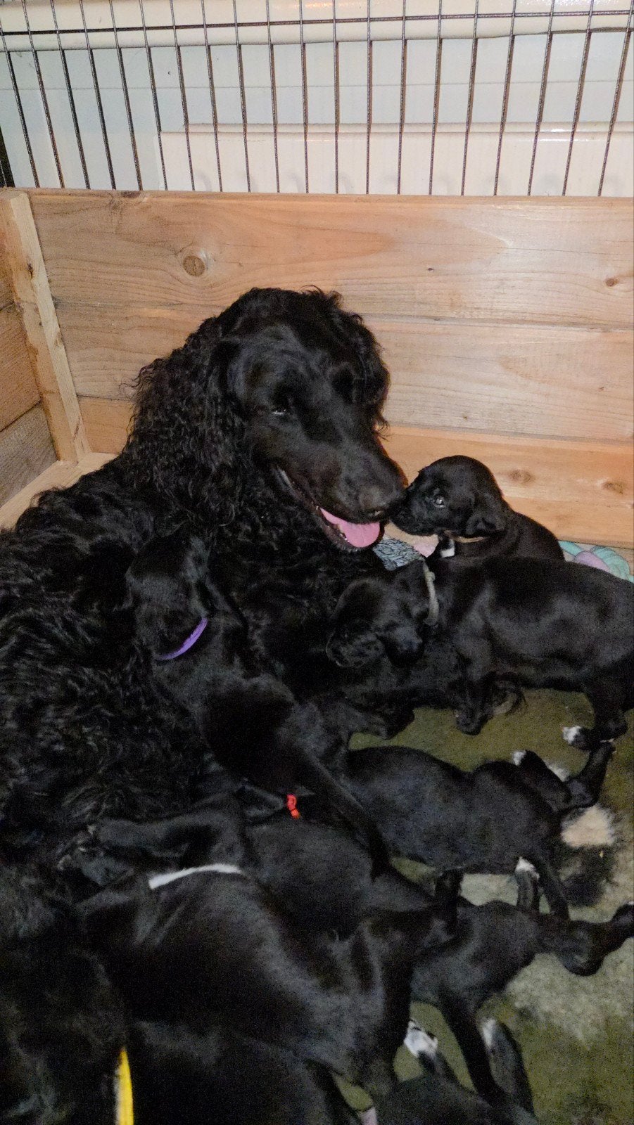 Prachtige pups (Labradoodle x Dalmatiër), 8 tot 15 weken, Groot, Meerdere, Meerdere dieren