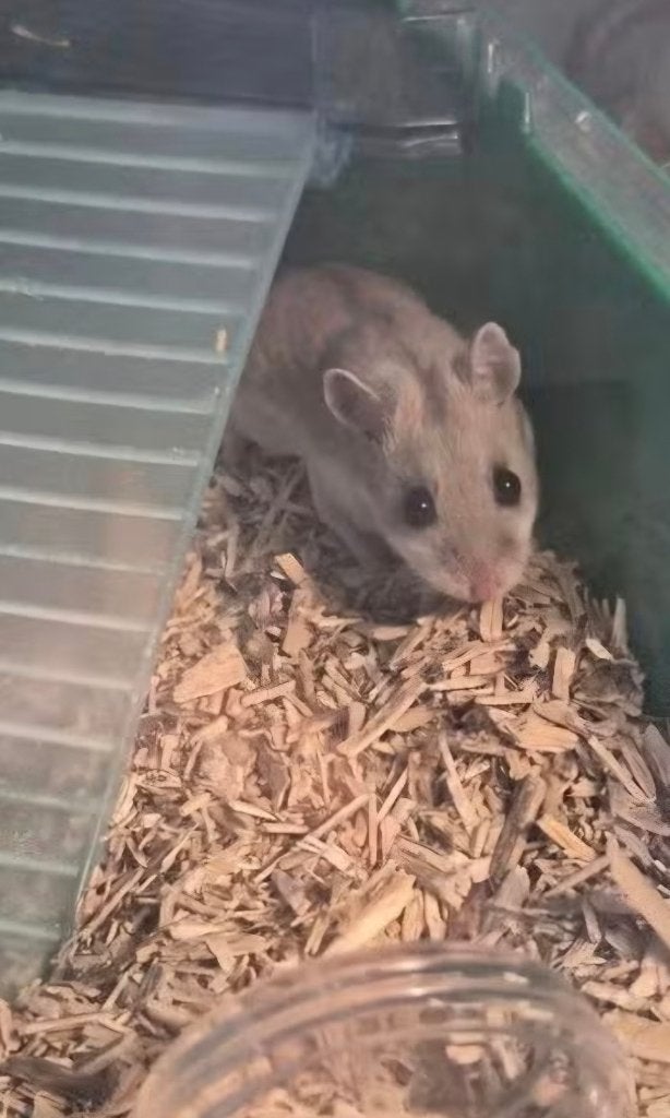 Sweet Chinese Dwerghamsters, Dieren en Toebehoren, Knaagdieren, Meerdere dieren, Hamster, December