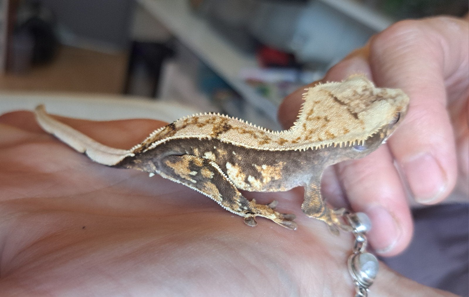 Wimpergekko tricolor vrouw, 22 gram, Hagedis, 0 tot 2 jaar
