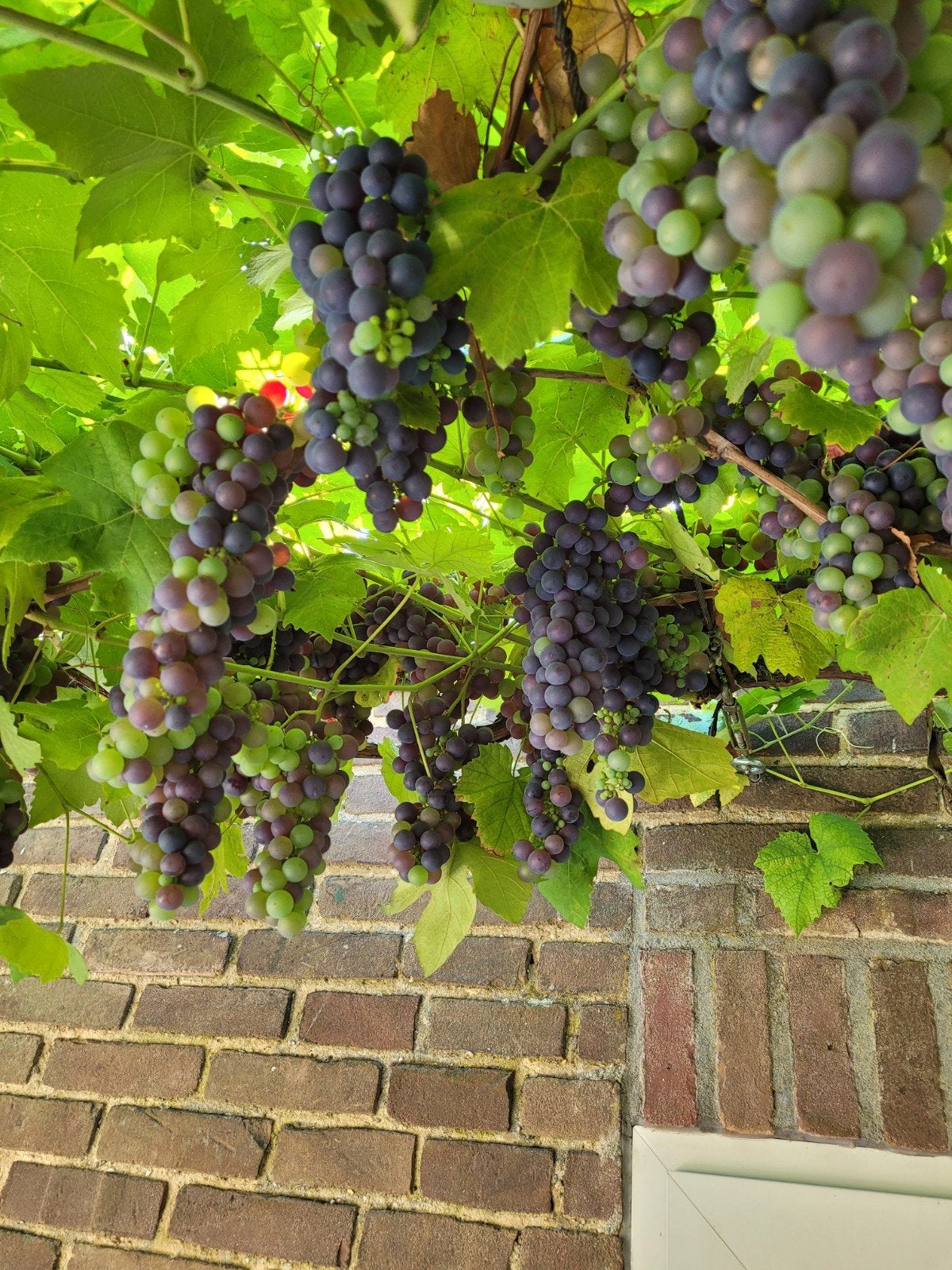 Gratis druiven plukken voor wijnmakers, Volle zon, Vaste plant, Ophalen of Verzenden, Zomer
