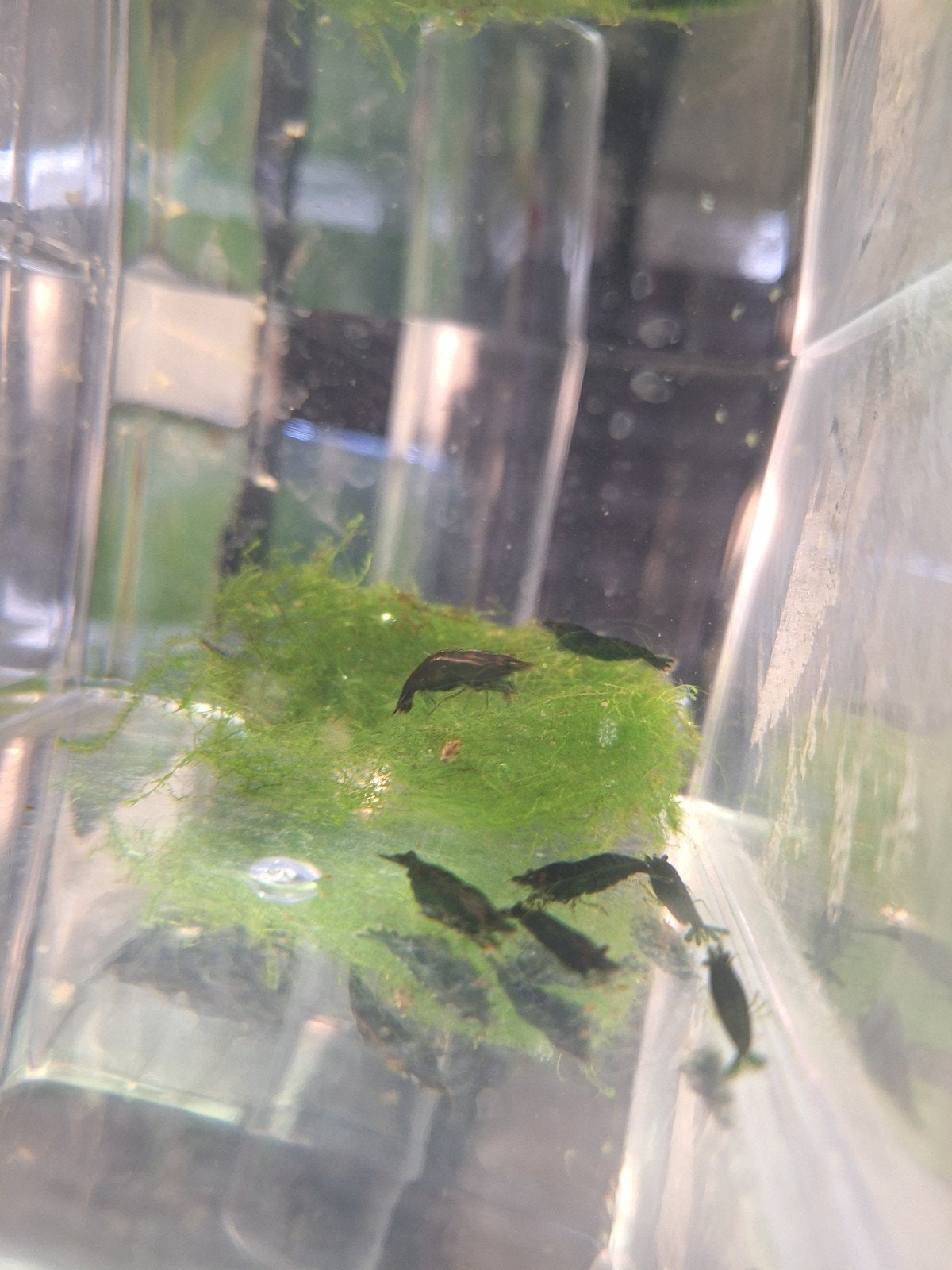 Green Jade Neocaridina Garnalen (Groen), Kreeft, Krab of Garnaal, Zoetwatervis, Schoolvis