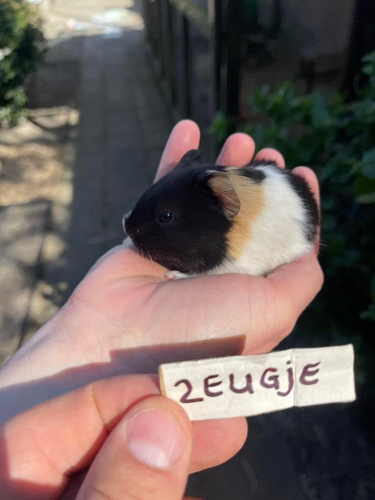Jonge cavia’s. Zeugjes en beertjes., Dieren en Toebehoren, Knaagdieren, Cavia, April, Meerdere dieren, Tam