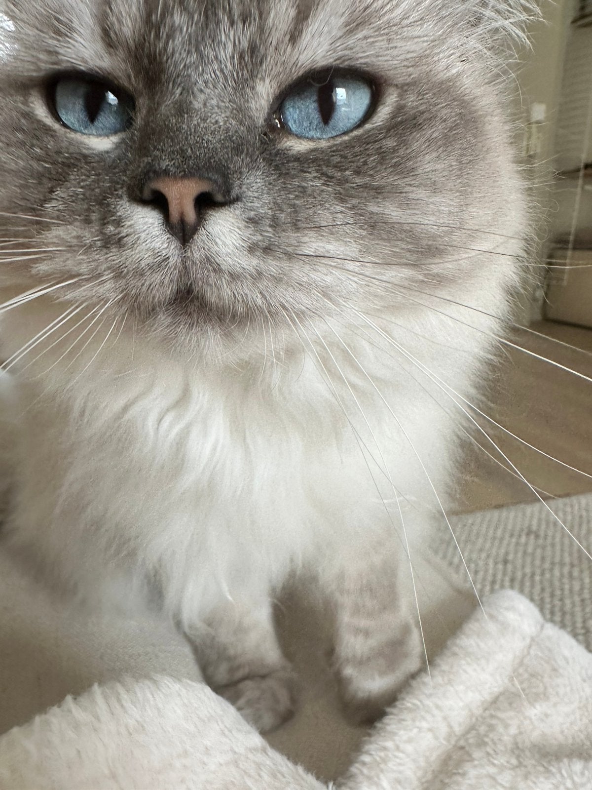 Ragdoll tabby, Dieren en Toebehoren, Poes, Gechipt, 6 jaar of ouder