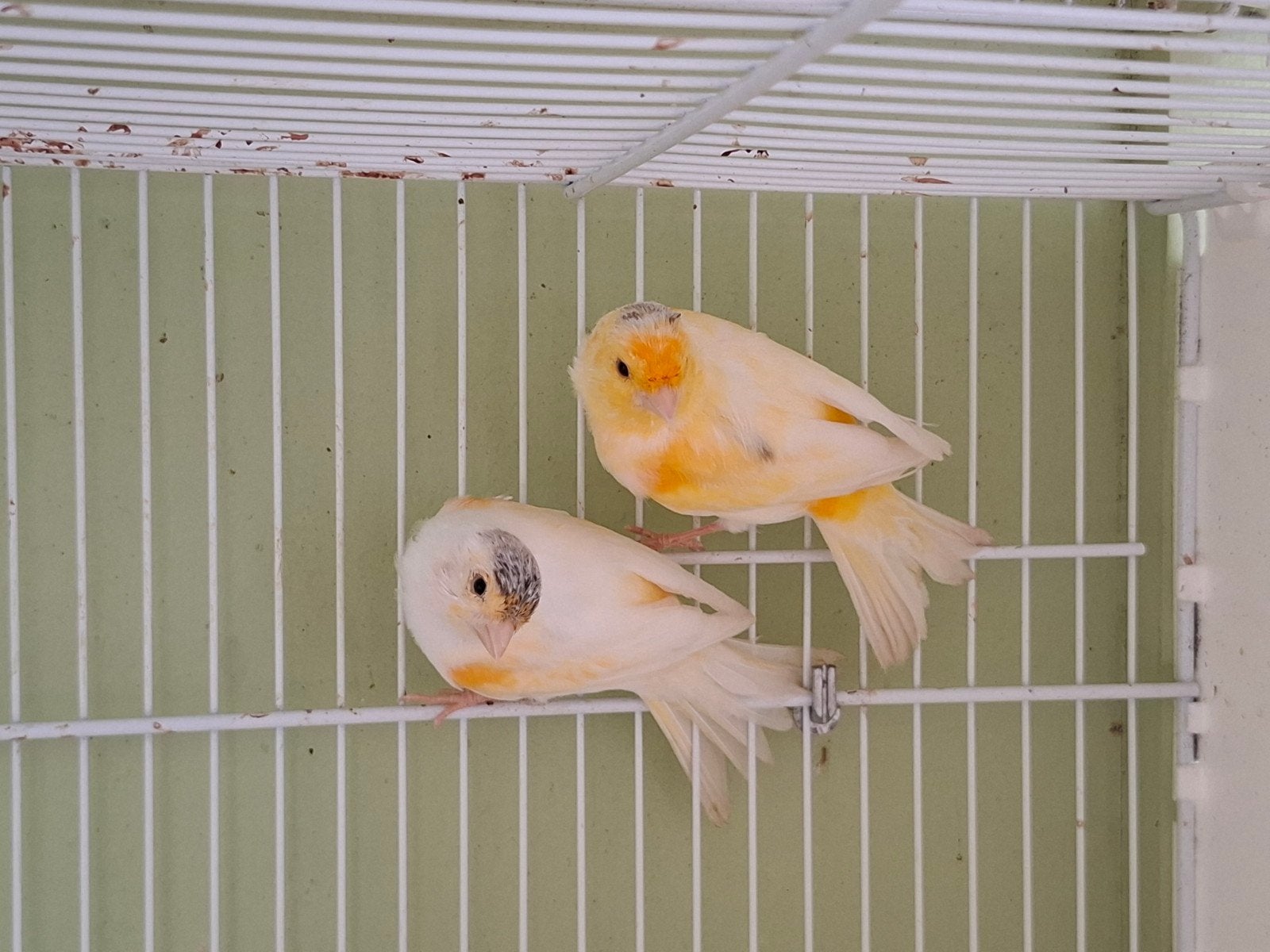 koppel bonte mozaiek kanaries, Meerdere dieren, Kleurkanarie
